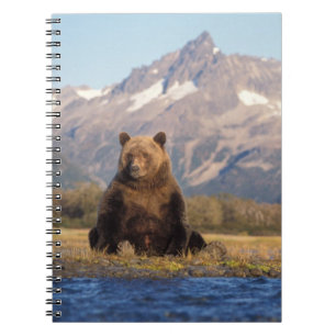 Cuaderno oso pardo, Ursus arctos, oso grizzly, Ursus