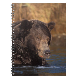 Cuaderno oso pardo, Ursus arctos, oso grizzly, Ursus 5