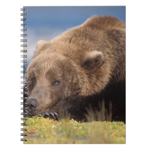 Cuaderno oso pardo, Ursus arctos, oso grizzly, Ursus 8