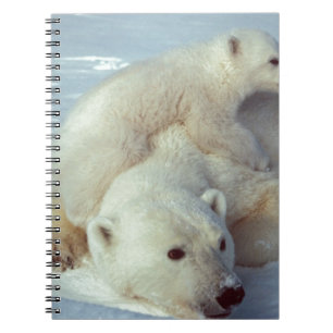 Cuaderno Oso polar
