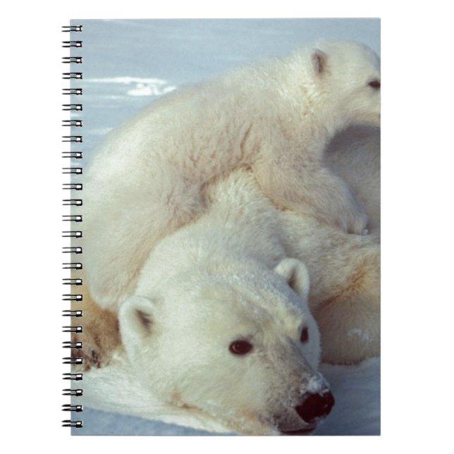 Cuaderno Oso polar (Frente)
