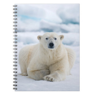 Cuaderno Oso polar adulto en el hielo del pack de verano