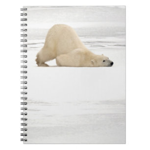 Cuaderno Oso polar rascándose en la tundra congelada