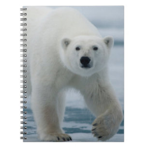Cuaderno Oso polar, Ursus Maritimus, adulto