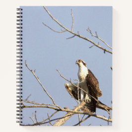 Cuaderno Osprey Bird Notebook