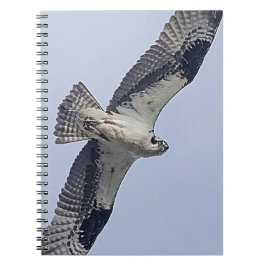 Cuaderno Osprey en vuelo