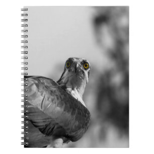 Cuaderno Osprey Mirando hacia abajo la cámara - Foto de vid