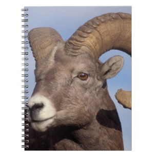 Cuaderno oveja de cuerno grande, oveja de montaña, Ovis can