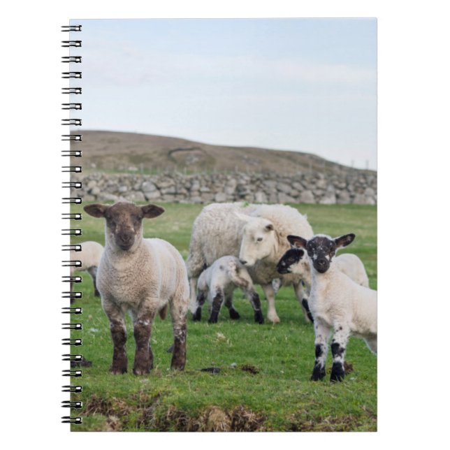 Cuaderno Oveja Shetland (Frente)
