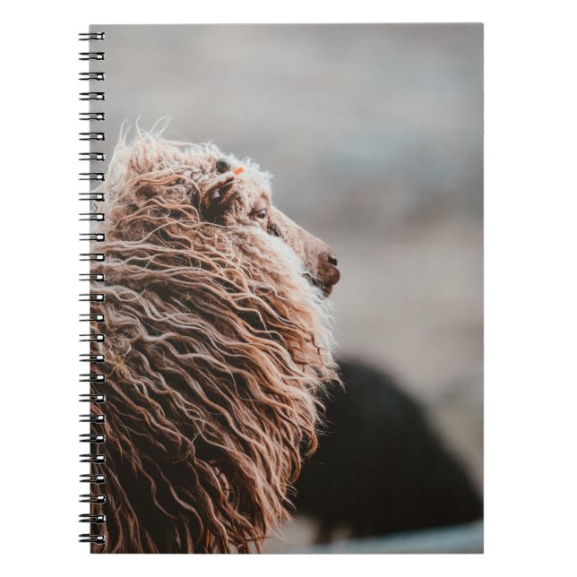 CUADERNO OVEJAS (Frente)