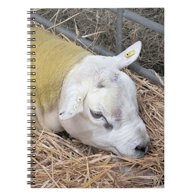 CUADERNO OVEJAS (Frente)