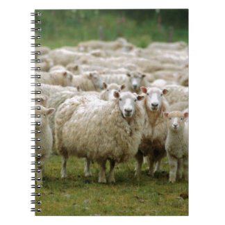 Cuaderno Ovejas curiosas