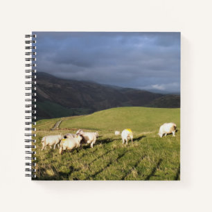 CUADERNO OVEJAS DE MONTAÑA