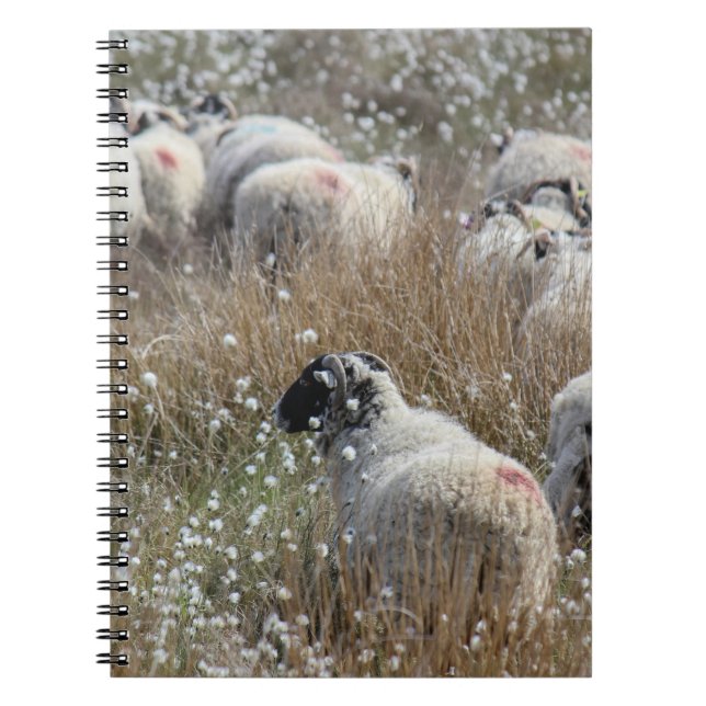 Cuaderno Ovejas de Swaledale en hierba de algodón en Northh (Frente)