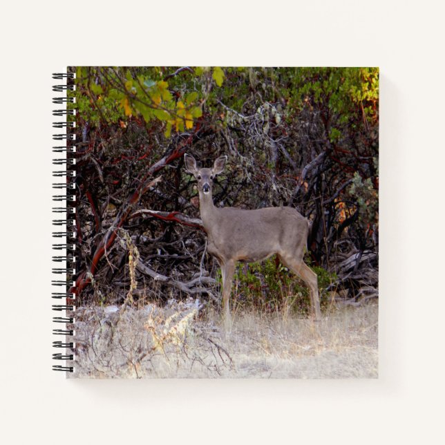 Cuaderno Pacíficamente... (Anverso)