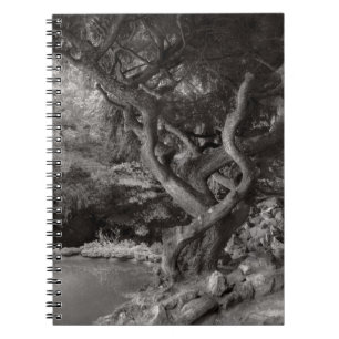 Cuaderno Paisaje - El Bosque Prohibido