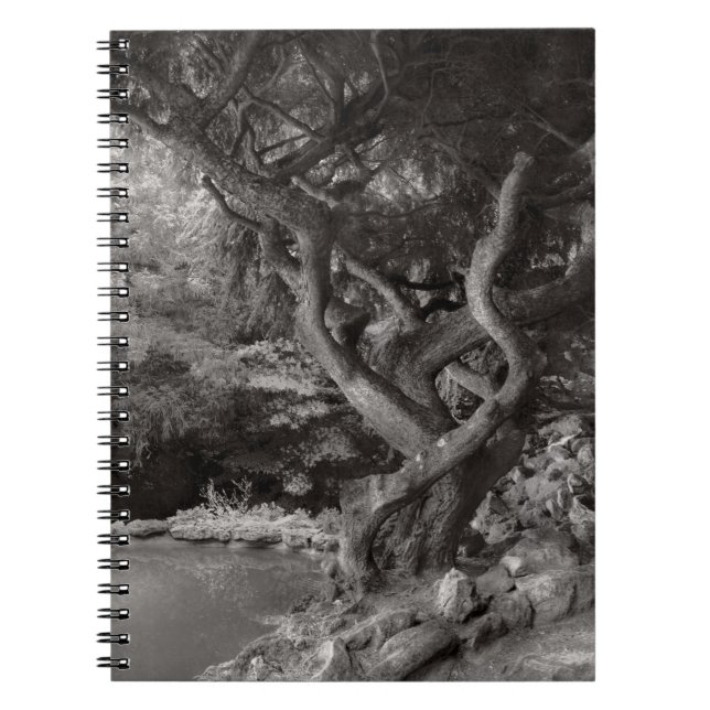 Cuaderno Paisaje - El Bosque Prohibido (Frente)