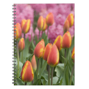 Cuaderno Países Bajos (alias Holanda), Lisse. Keukenhof