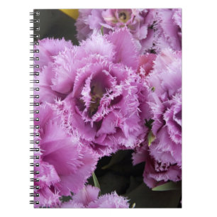 Cuaderno Países Bajos (también conocido como Holanda), Liss