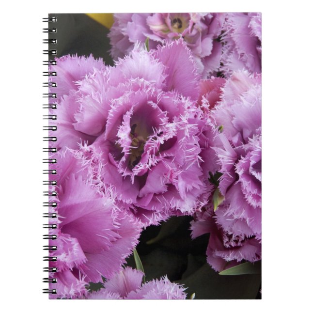 Cuaderno Países Bajos (también conocido como Holanda), Liss (Frente)