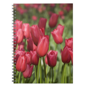 Cuaderno Países Bajos (también conocido como Holanda), Liss