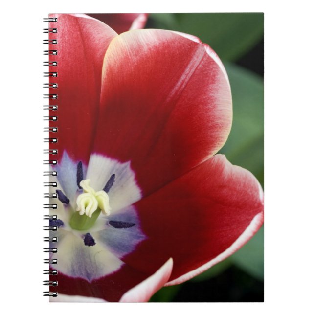 Cuaderno Países Bajos (también conocido como Holanda), Liss (Frente)