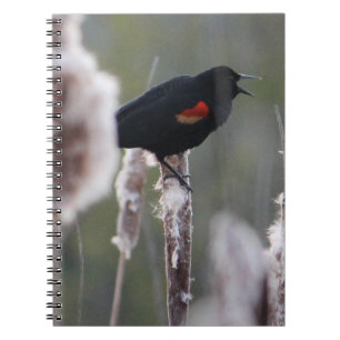 Cuaderno Pajarita de alas rojas (Agelaius phoeniceus)