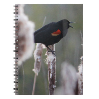 Cuaderno Pajarita de alas rojas (Agelaius phoeniceus)