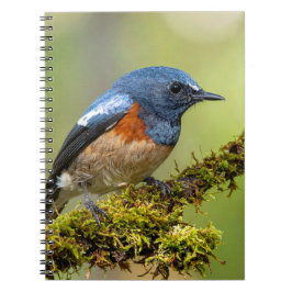 Cuaderno Pajarito azul