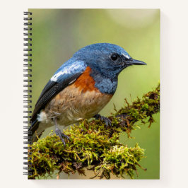 Cuaderno Pajarito azul