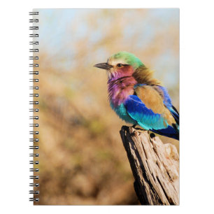 Cuaderno Pájaro africano colorido del rodillo de la
