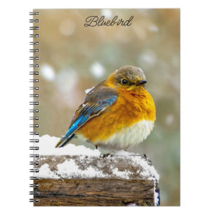 Cuaderno Pájaro azul oriental en nieve - Fotografía origina