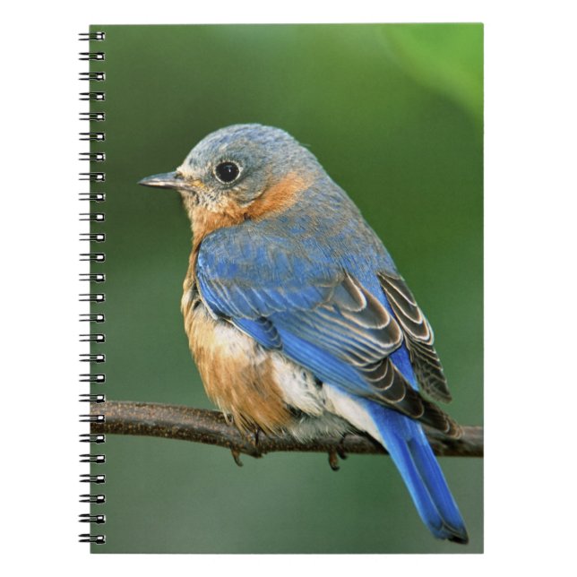 Cuaderno Pájaro azul oriental femenino, Sialia sialis (Frente)
