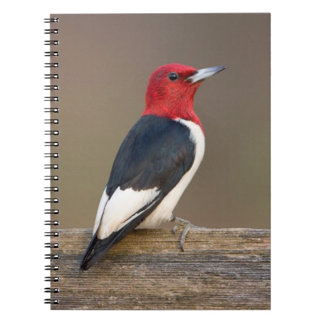 Cuaderno Pájaro carpintero de cabeza roja sobre la valla (Frente)