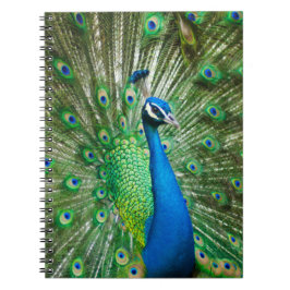 Cuaderno Pájaro de pavo real