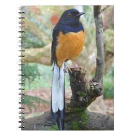 Cuaderno Pájaro de Shama blanco y bombeado macho