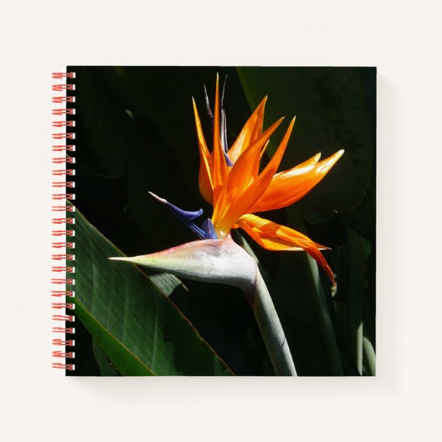 Cuaderno Pájaro del Naranja del paraíso Flor tropical (Anverso)