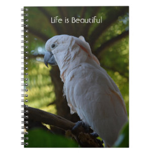 Cuaderno Pájaro en árbol Kauai (mi fotografía)