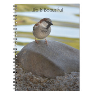 Cuaderno Pájaro en Roca Kauai (mi fotografía)
