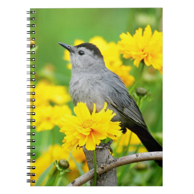 Cuaderno Pájaro gato gris en cerca de madera (Frente)