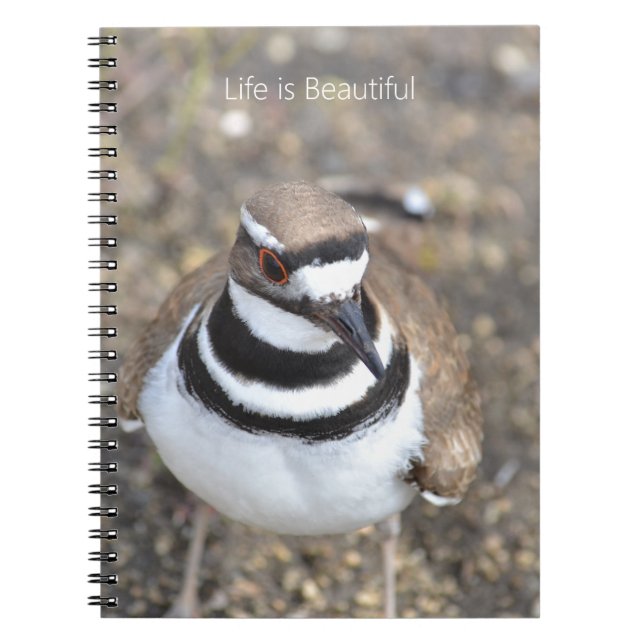 Cuaderno Pájaro Killdeer (mi fotografía) (Frente)