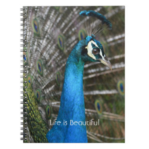 Cuaderno Pájaro pavo real cerca Kauai (mi fotografía)