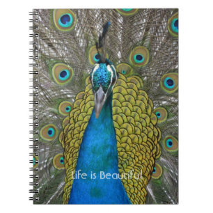 Cuaderno Pájaro pavo real Kauai (mi fotografía)
