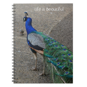 Cuaderno Pájaro pavo real Kauai (mi fotografía)