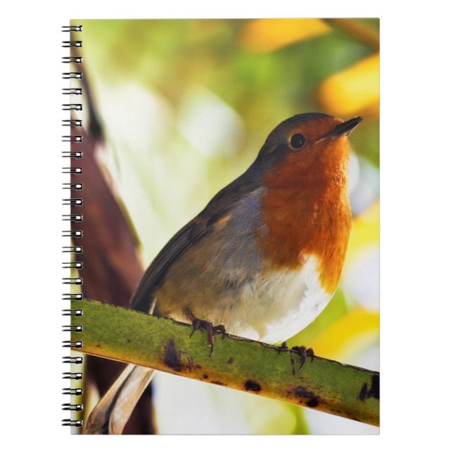 Cuaderno Pájaro rojo del pecho del petirrojo (Frente)