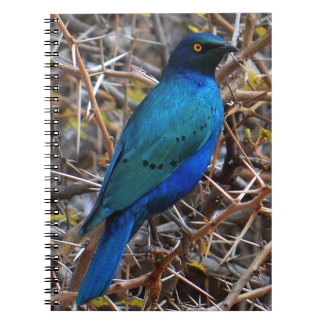 Cuaderno Pájaro Starling de Greater Blue Earls (Frente)