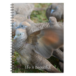 Cuaderno Pájaros Grises Kauai (mi fotografía)