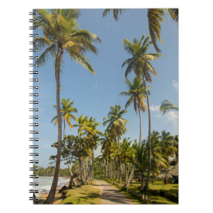Cuaderno Palmera verde de coco cerca del campo de hierba ve