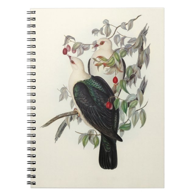 Cuaderno Paloma de Fruto de Cabeza Blanca, (Frente)