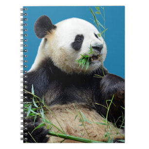 Cuaderno Panda gigante aislado comiendo bambú